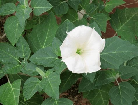 The Transformative Abilities of Moonflowers